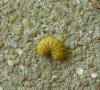 Heterogynis sp.